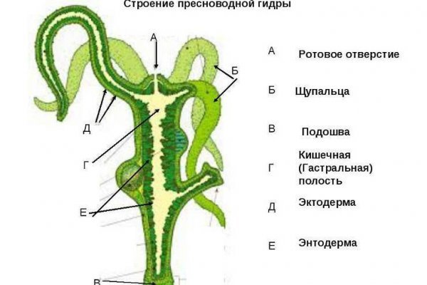 Не могу зайти в кракен